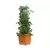 Tomato Tree w/3' Tower