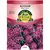 ALYSSUM, ROYAL CARPET 280 MG