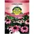 CONEFLOWER, PURPLE 470 MG