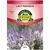 LACY PHACELIA - 2 GRAM