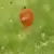 Phytoseiulus persimilis 2,000 per shaker bottle ( Spider Mite )