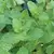 Peppermint 1 oz