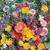 WILDFLOWERS OF N.AMER - 1/2 OZ EACH