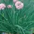CHIVES 1