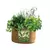 Panacea 5Gal Grow Bag Herbs