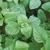 Oregano, Greek 1/16 oz