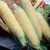 CORN BUTTER/SUGAR BICOLOR-1LB EACH