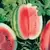 WATERMELON CRIMSON SWEET 1/2LB EACH