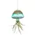 APM Air Plant Jellyfish Lake Green/Gold