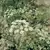 ANISE 1