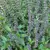 Basil, Licorice 1/16 oz