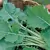 Kale, Hanover Salad - 1lb