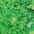LETTUCE, SALAD BOWL - 1/2 OZ EACH (GREEN)