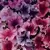 PETUNIA, DADDY MIX 1000/PKT