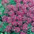 ALYSSUM, ROYAL CARPET 1/2 OZ. EACH
