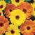 CALENDULA PACIFIC BEAUTY-1/2OZ EACH