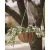 Pancea 14" Hanging Basket White Growers