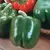 Peppers, King Arthur Hybrid 1,000 Seed