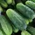 CUCUMBER, BUSH PICKLE 1 LB. EACH