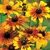 DAISY, GLORIOSA SGL. 1/16 OZ. EACH