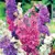 LARKSPUR, GIANT MIXED 1/4 OZ. EACH
