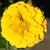ZINNIA, CANARY BIRD 1/4 OZ. EACH