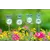 E-V 24pc Pet Pot Sticker Display Asst