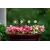 E-V 24pc Celestial Garden Critter Pot Stakes Asst