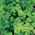 PARSLEY, TRIPLE CURLED 1 LB EACH