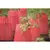 Bosmere Kozy Coats Water Filled Teepee Plant Protector 2PK