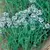 Thyme 1 oz