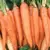 Carrot, Danver Half Long - 1lb