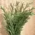 ROSEMARY - 1/4 OZ. EACH