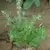 CATNIP 1