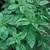 Basil, Genovese 1/2 oz