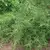 Tarragon 1/2 oz