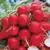 RADISH, CHERRY BELLE 1/2 OZ EACH