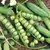 Peas, Little Marvel 1