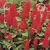 CELOSIA, SCARLET CASTLE 1000/PKT