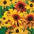 DAISY, RUDBECKIA HIRTA-1/16 OZ EACH