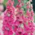 FOXGLOVE, FOXY 1/16 OZ. EACH