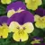 VIOLA, JOHNNY JUMP-UP 1/4 OZ EACH