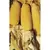 Popcorn, Perdue 410 Hybrid - 1lb