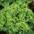 LETTUCE, GRAND RAPIDS 1/2 LB. EACH