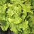 LETTUCE, GREEN ICE 1/2 LB. EACH