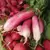 Radish, French Breakfast - 1/2oz