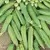 Peas, Maestro Treated - 25lb