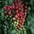 Tomato, Super Sweet 100 - 1,000 Seed Count