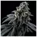 Star Pebbles - Zennetix