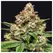 Grease Monkey - Zennetix